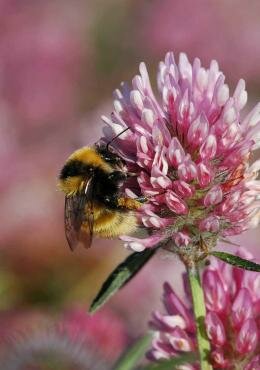 Great Yellow Bumblebee (Bombus distinguendus)