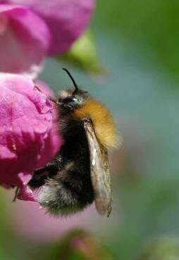 Bombus hypnorum